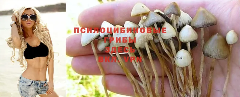 Псилоцибиновые грибы Psilocybe  кракен tor  Кораблино  сайты даркнета официальный сайт  дарнет шоп 